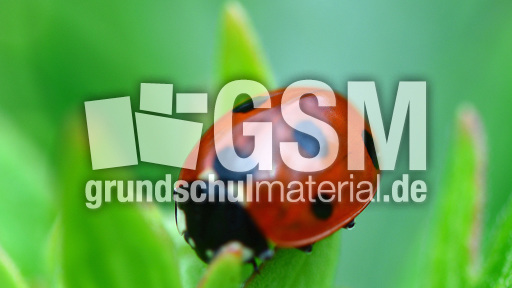 Siebenpunkt-Marienkäfer (3).jpg